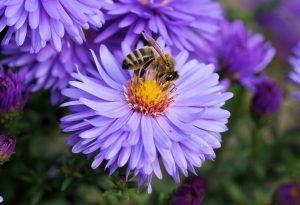 Best Plants for Pollinators in Autumn