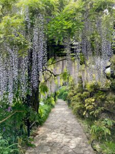 wisteria