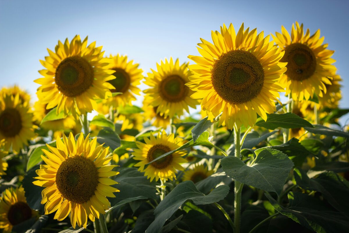 sunflowers