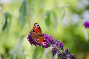 buddleia 2 webp | Blue Iris Landscapes Red butterfly with black and white eye spots perched on a purple blossom against a blurred green background.