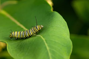 caterpillar webp | Blue Iris Landscapes Close-up of a black, yellow, and white striped monarch caterpillar on a bright green leaf.