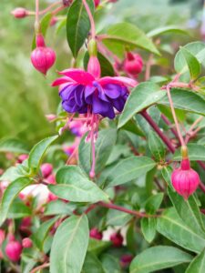 Fuchsia Magellanica