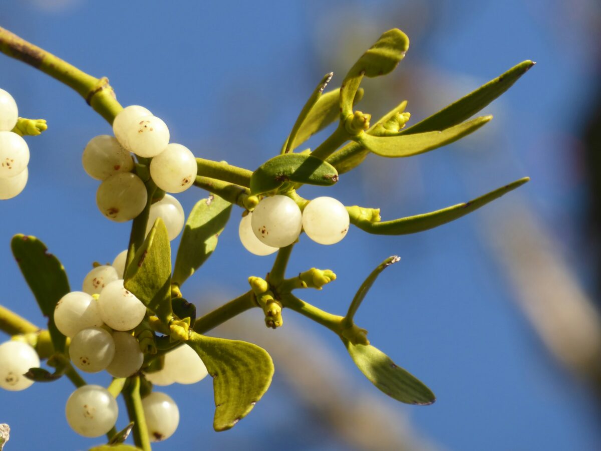 mistletoe