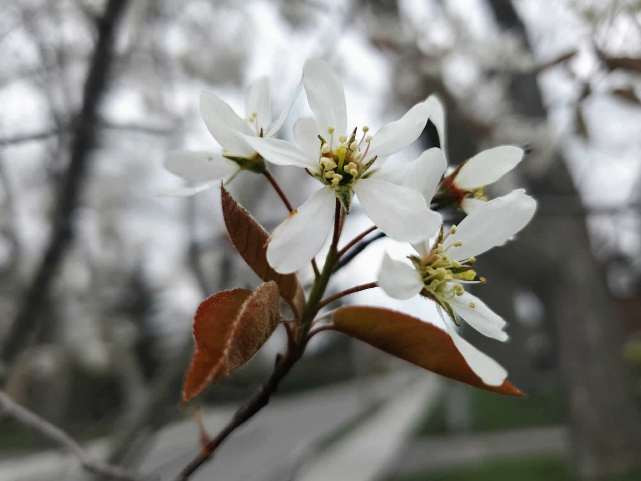 Spring Bloosm Tree Best Trees for Spring Blossom | Blue Iris Landscapes