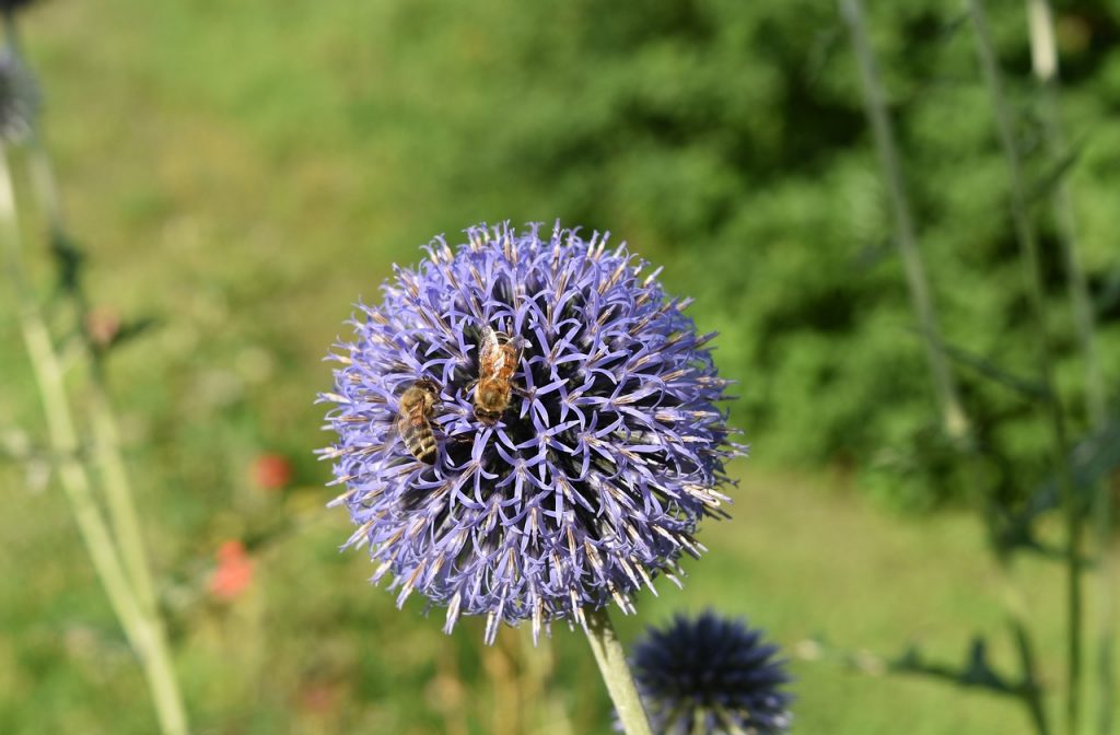 Best Shrubs and Perennials