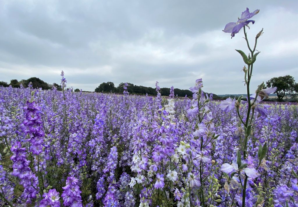 Corn Flowers