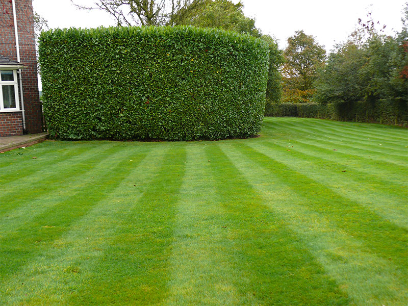 Expert Hedge Maintenance and Trimming in Knutsford
