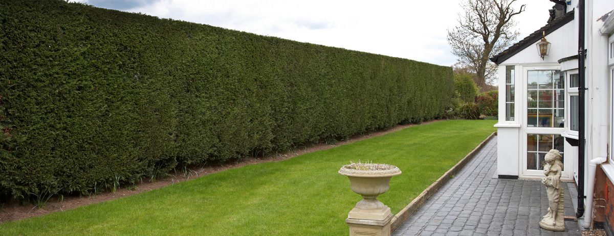 Hedge Cutting in Stoke-on-Trent, Staffordshire and Cheshire