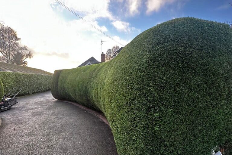 Tall hedge looking neat after maintenance