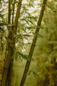 bamboo