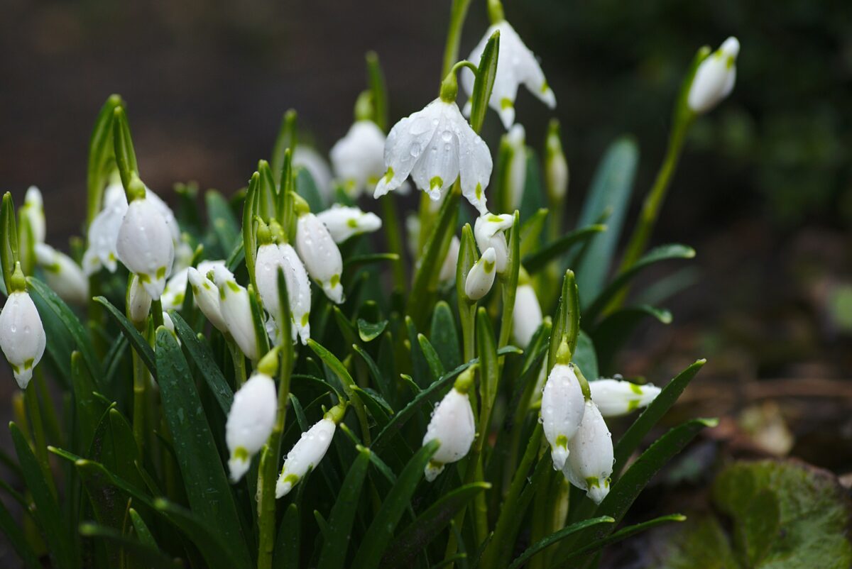 establishing snowdrops