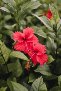 Hibiscus, one of our flowering shrubs for summer