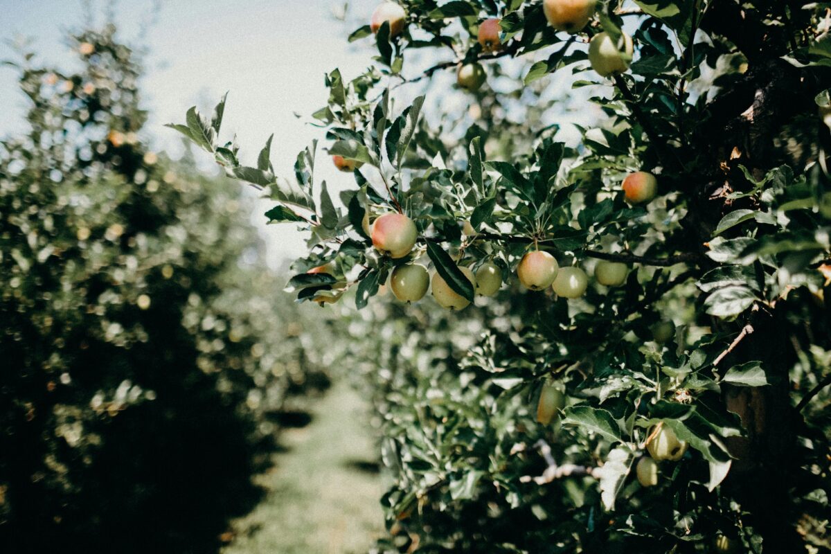 growing fruit