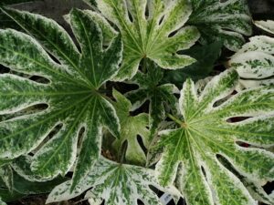 Fatsia Japonica