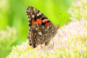 painted lady webp | Blue Iris Landscapes Butterfly with patterned wings resting on pale pink flowers with a bright green background; close-up detail of the butterfly's wings and antennae.