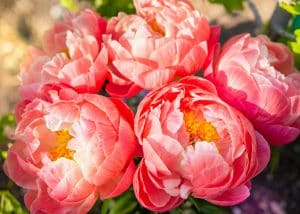 peonies 2 | Blue Iris Landscapes Coral and pink peonies in cluster