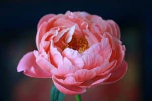 peony | Blue Iris Landscapes Bright pink peony