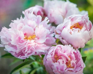 peonies 5 webp | Blue Iris Landscapes Close-up of soft pink peony blossoms with yellow centers in bloom.