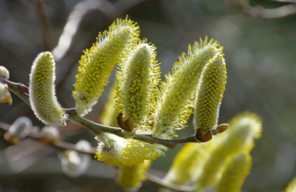 Catkins