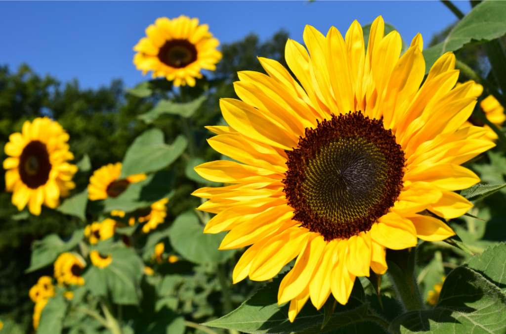 sunflower