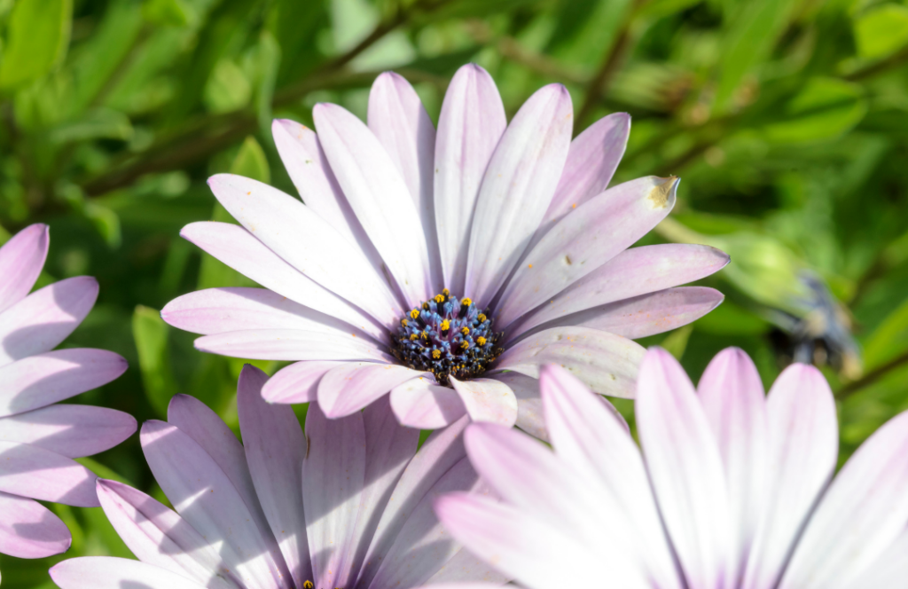 Daisies