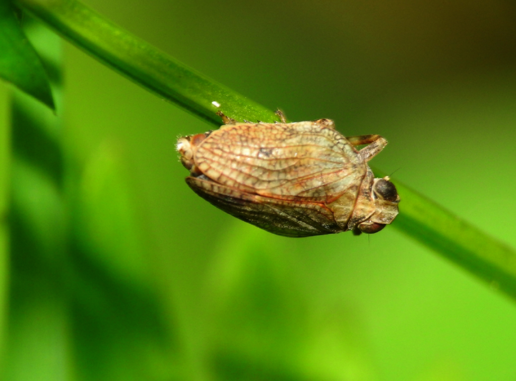 common froghopper