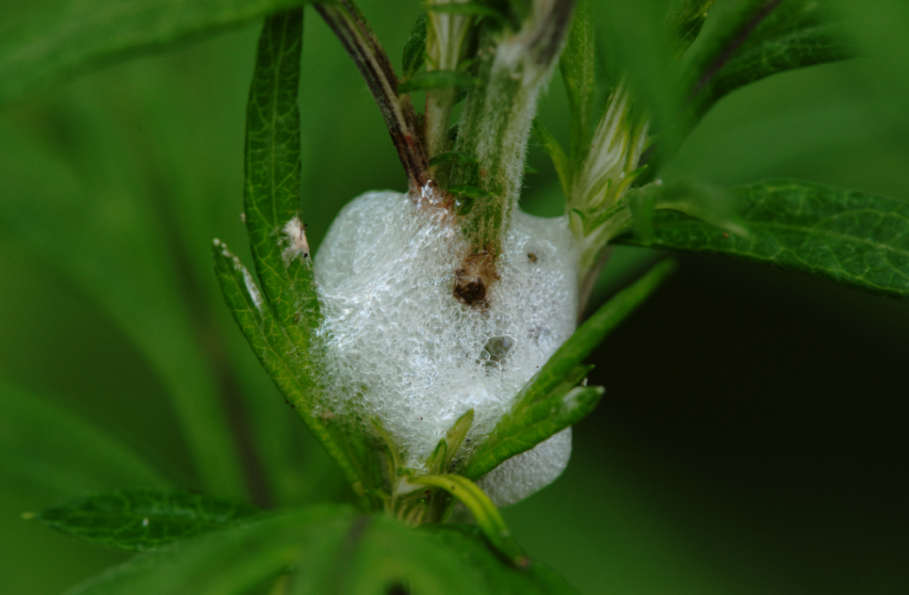 Lavender Pests