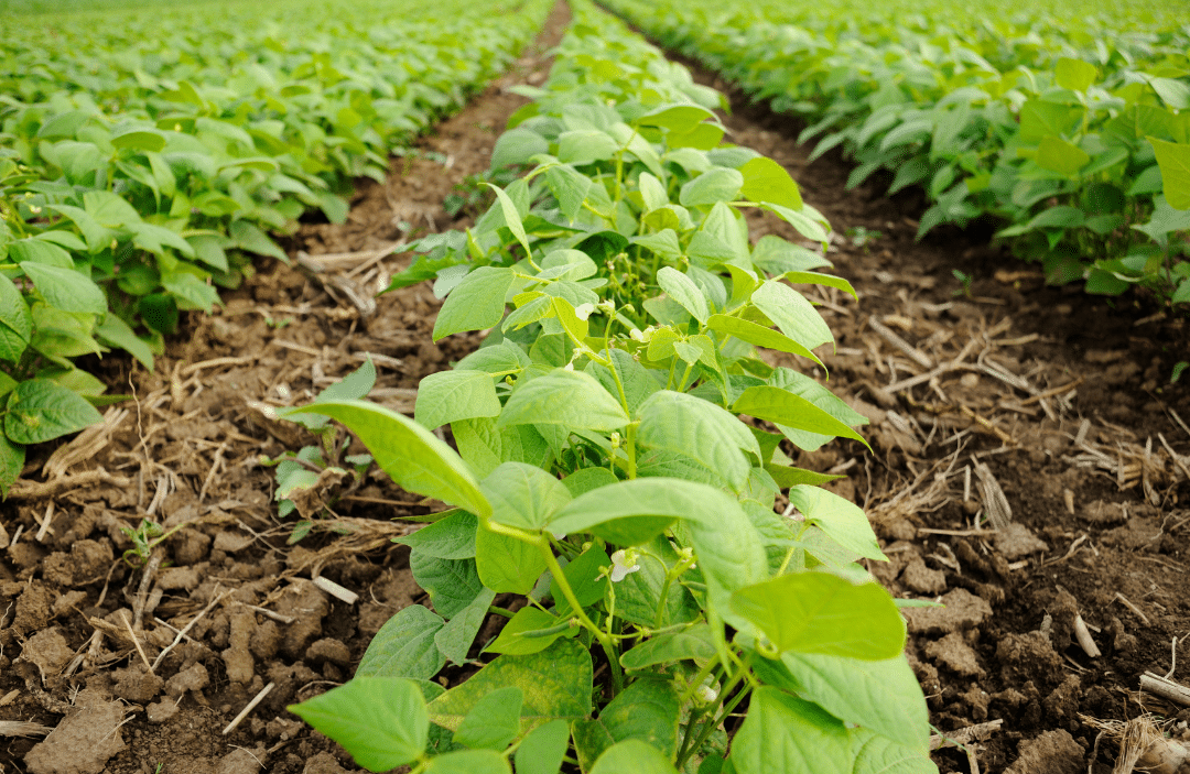 French Beans | Blue Iris Landscapes | Contact Us