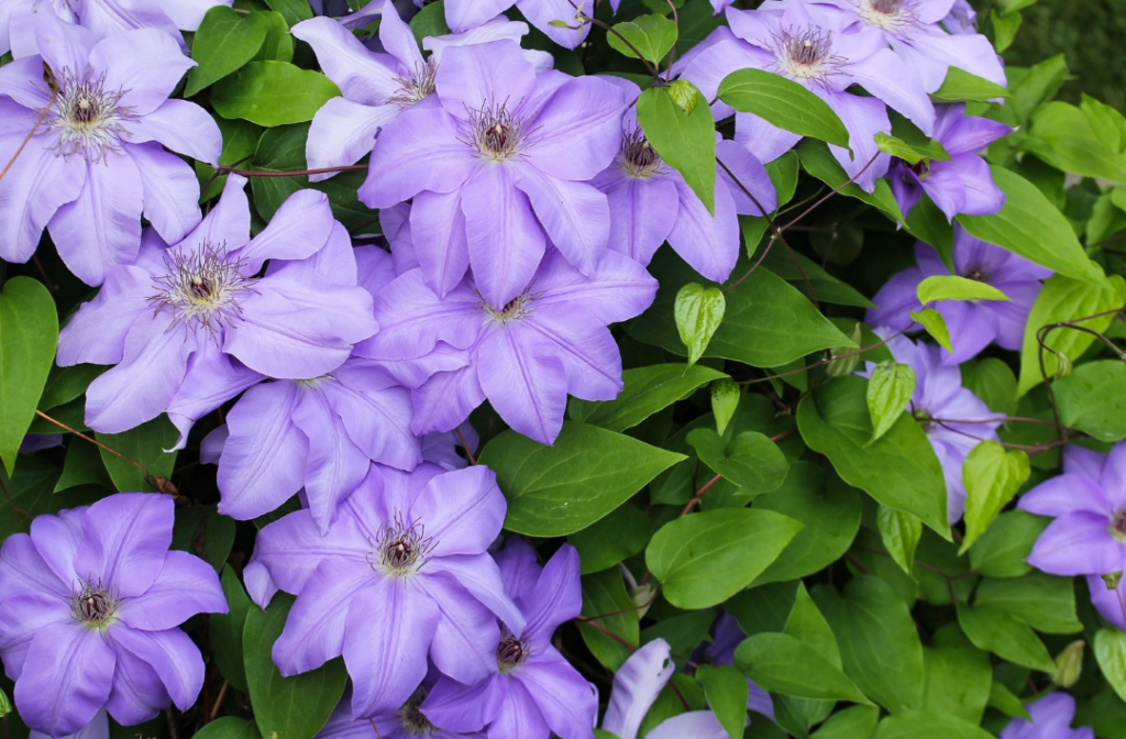 Clematis