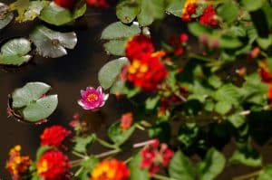 Red pond plants growing in water