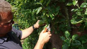 Pruning rose bush 