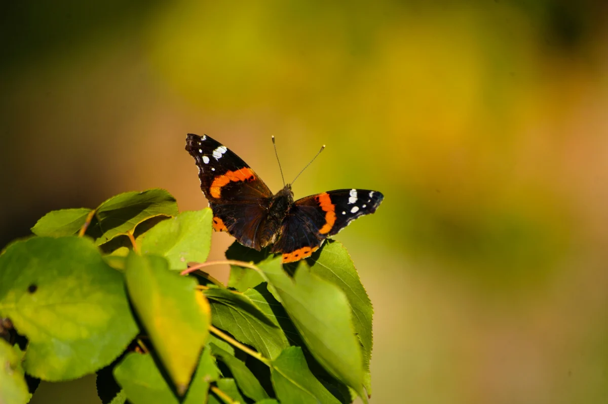Butterfly with orange, black, and white markings resting on green leaves with a blurred warm background