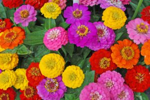 Easy to maintain flowering plants- Zinnias