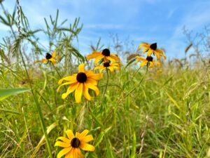 Rudbeckia