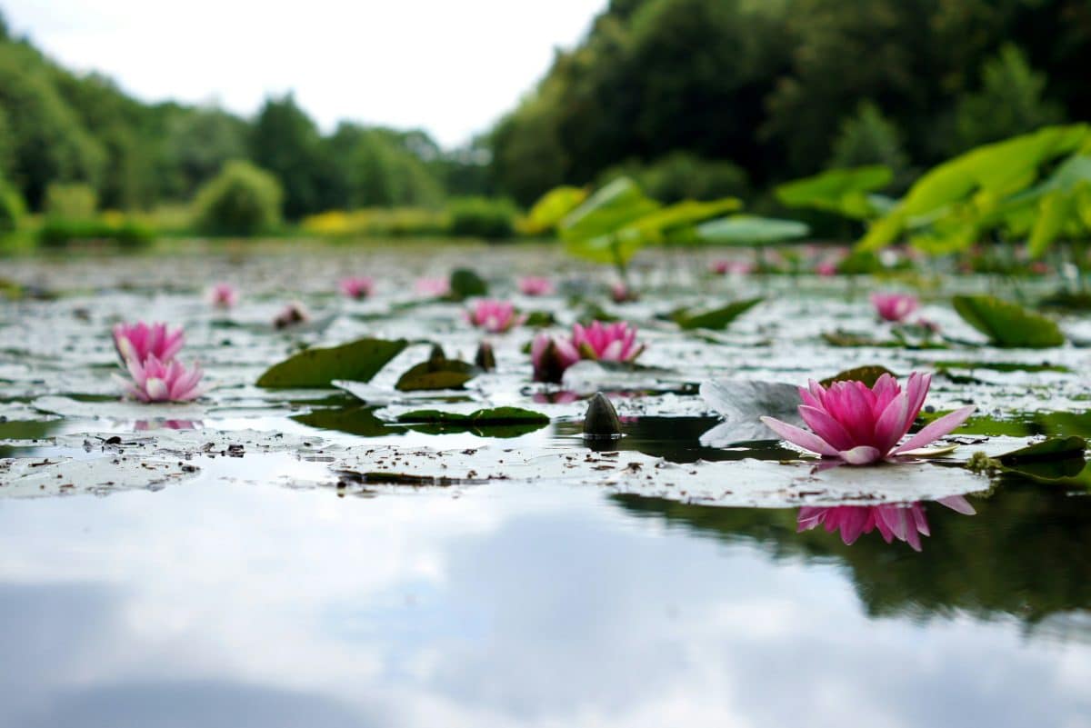 Vibrant water lilies floating on water in the distance