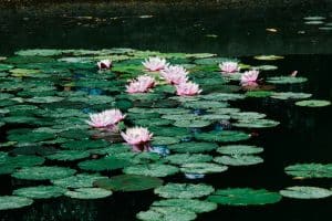 Water lilies floating on water surface creating shade