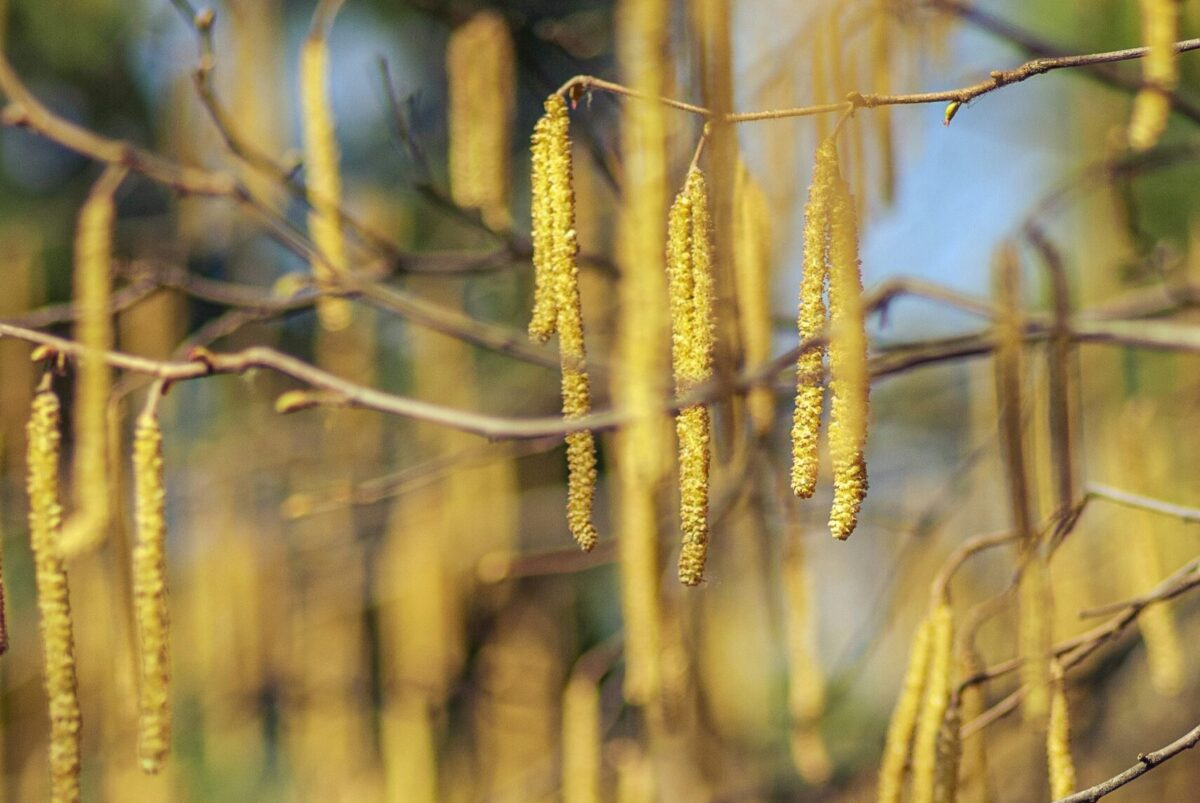 corylus colurna