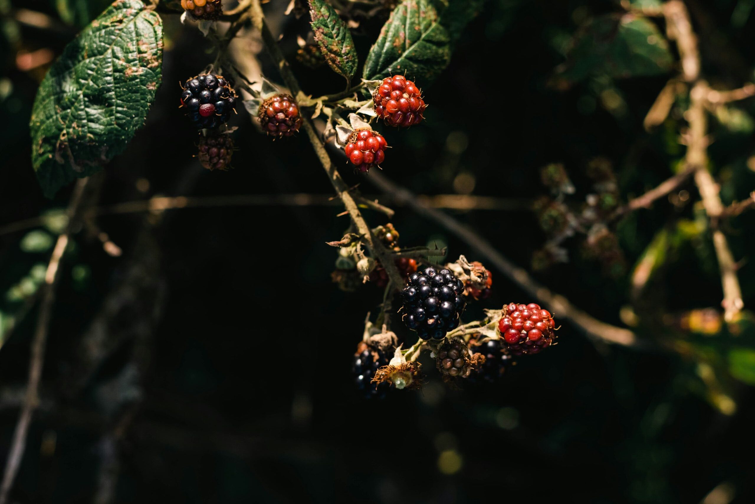 hybrid berries